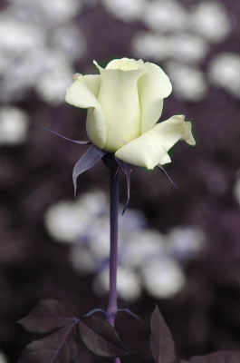 white_rose